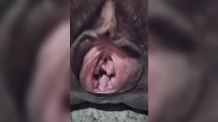 Манда зрелой